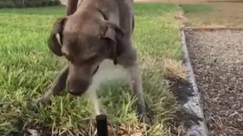 Collab copyright protection - dog plays with sprinkler