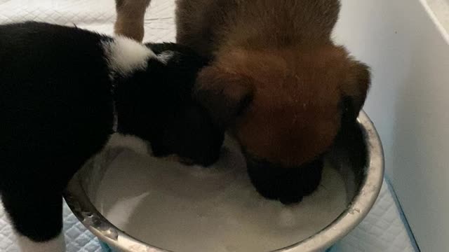 Puppies drinking their milk ASMR