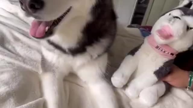 🐕‍🦺🤣🤣😍CUTEST VIDEO OFF A DOG TRY NOT 2 LAUGH CHALLENGE!!!!! SHORT VIDEO 2021#####