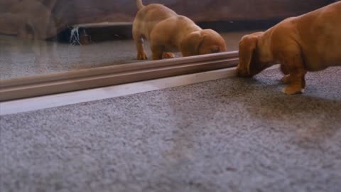 The puppy and the mirror