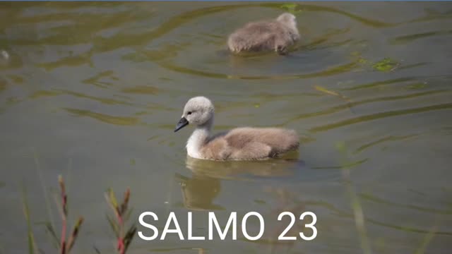 PSALM 23 salmo 23