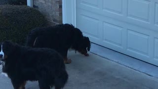 Young Berner Discovers a Pinecone