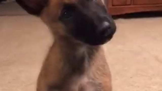 The Cutest Puppies 2021