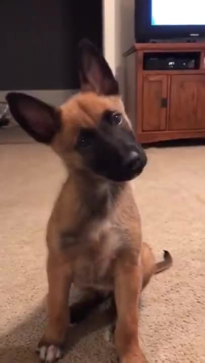 The Cutest Puppies 2021