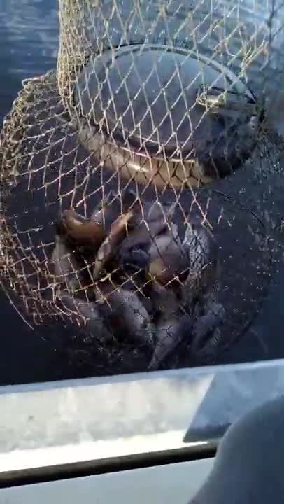 Caught Over 20 Bluegills and a Crappie