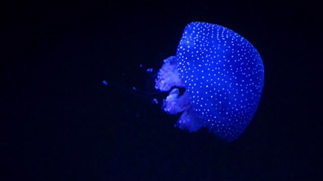 Jellyfish glows in dark water