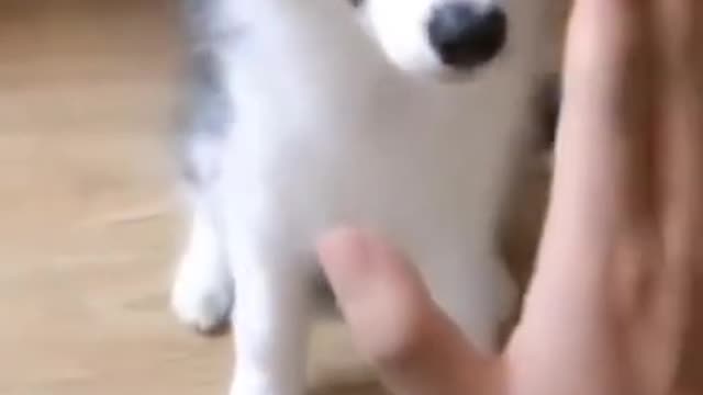 Very Funny video of cute dog with its owner🤣😂