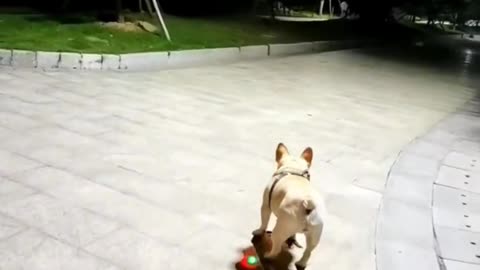 My dog is a skateboarder