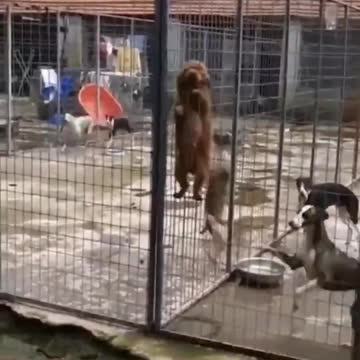 Animals escaping from cage epical