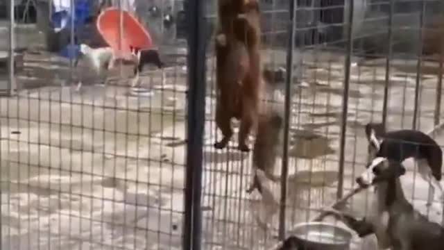 Animals escaping from cage epical