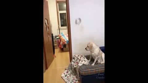 Funny Animals! Funny Dogs! Funny Videos! # Shorts