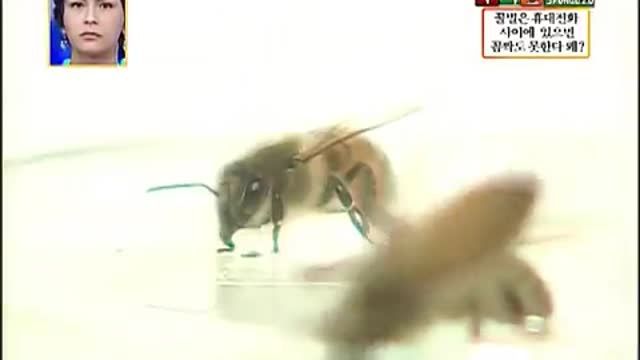 20130425_[펌] [▲5G] [스펀지2.0] [범어일등] 휴대폰 전자파가 꿀벌에 주는 영향