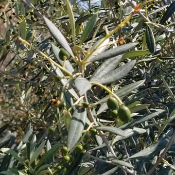 Fruiting olive tress