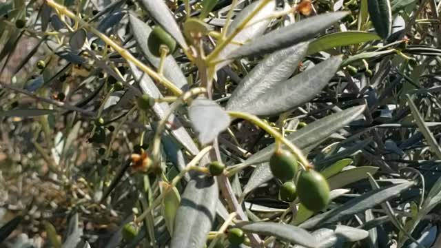 Fruiting olive tress