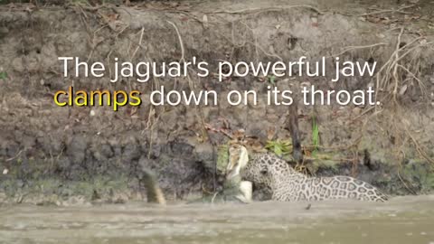 JAGUAR VS CROC Fight To Death