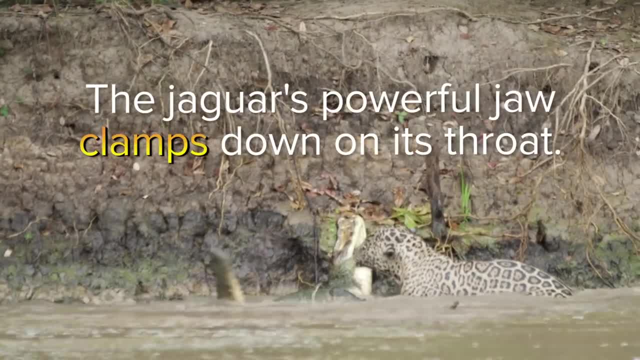 JAGUAR VS CROC Fight To Death