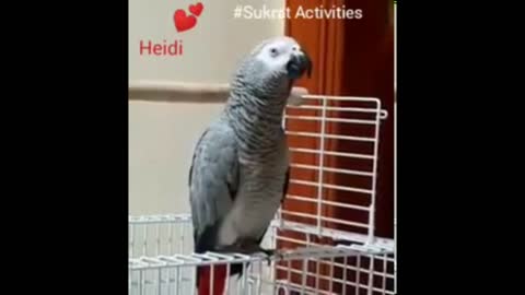 A talking parrot says ( alsalam ealaykum )