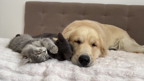 What does a Kitten do when It Finds a Golden Retriever with Another Kitten