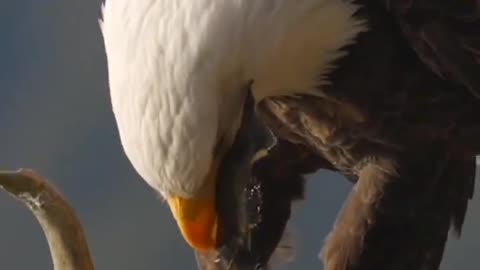 Blad Eagle