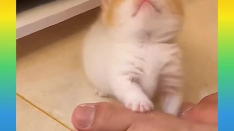 Cute and Funny Cat Videos Compilation 2021_#shorts