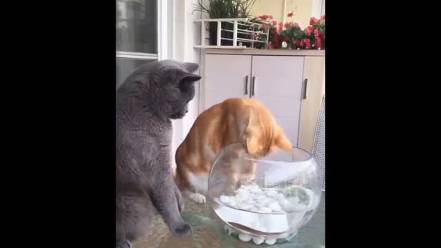 🤣 Funniest Kids & Animals Awesome Funny Pet Animals Videos 😇 - 9