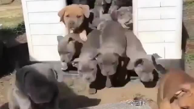 high quantity pitbull puppies