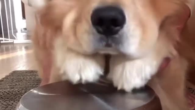 dog playing song