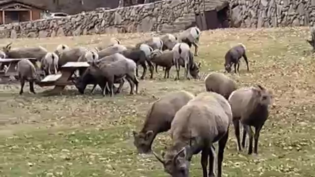 Bighorn Sheep