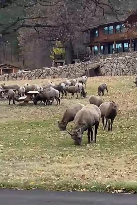 Bighorn Sheep