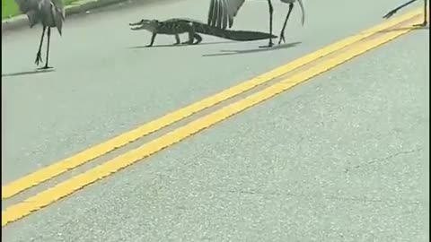 Funny Herons stalking a Alligator (Cute Video)