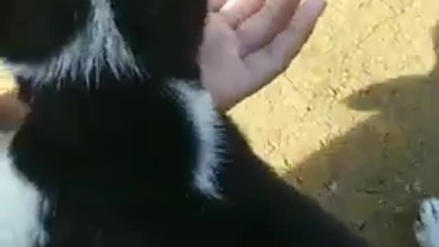 Cute Puppy Playing With Girl Bestie