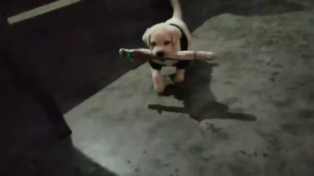 Cute Labrador Puppy - Playing Time