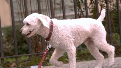 Dog going for walk on city sidewalk slow motion