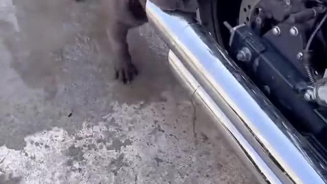 Dog addicted to exhaust pipe