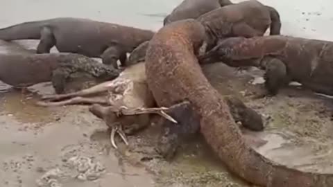 Komodo Dragon Chasing and Eat Alive Deer On The Beach