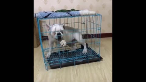 When the dog wants to get out of the captive cage but when he fails