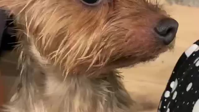 Wet pup begs to get up on sofa