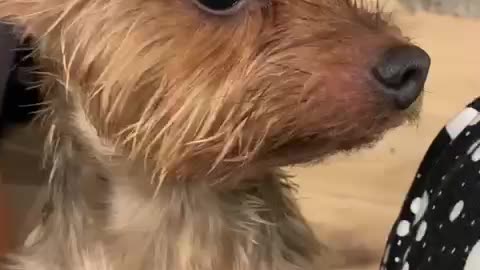 Wet pup begs to get up on sofa