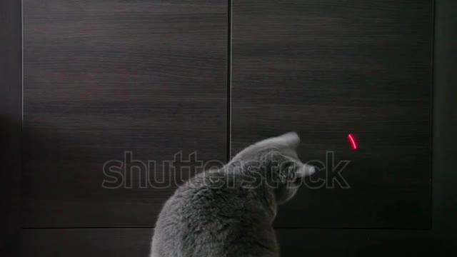 cat playing with laser