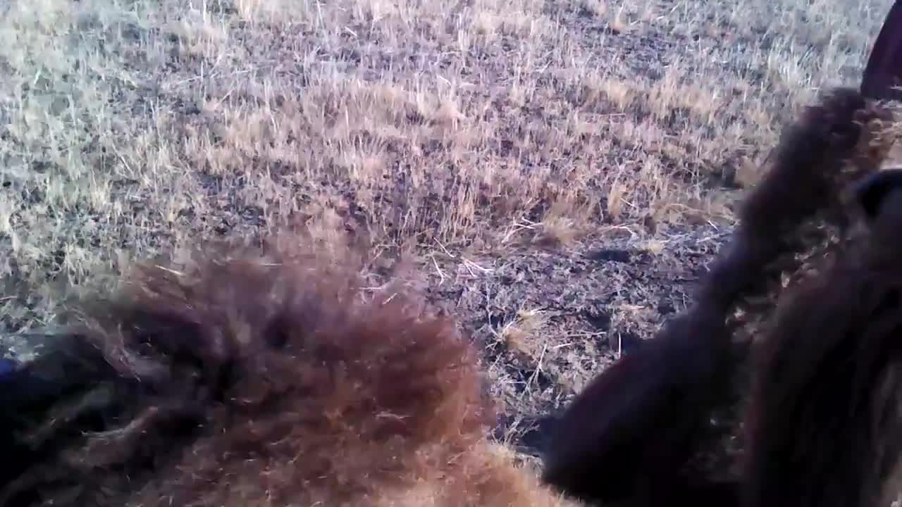 MONGOLIA PASSEIO DE CAMELO