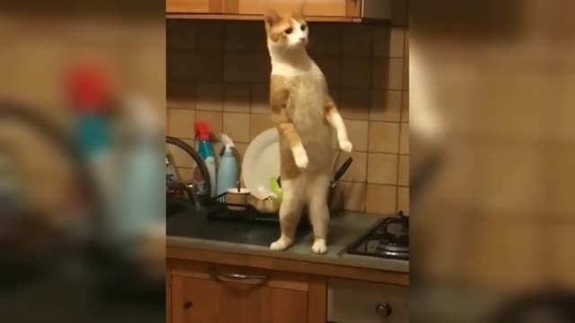 Best Funny Animals Videos Funny Cats and Dogs 🐱🐶