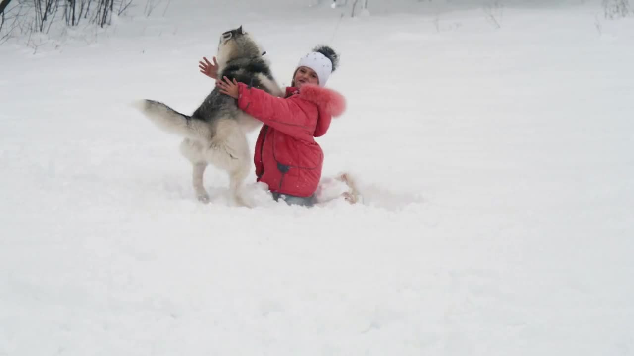 Young girl playing with siberian husky malamute dog on the snow outdoors in winter forest park