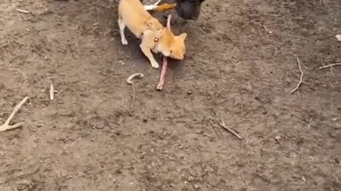 Funny Chihuahua #1