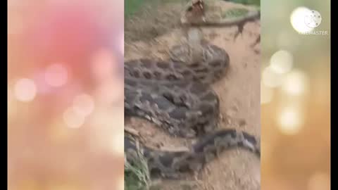 Amazing animals video sankes video