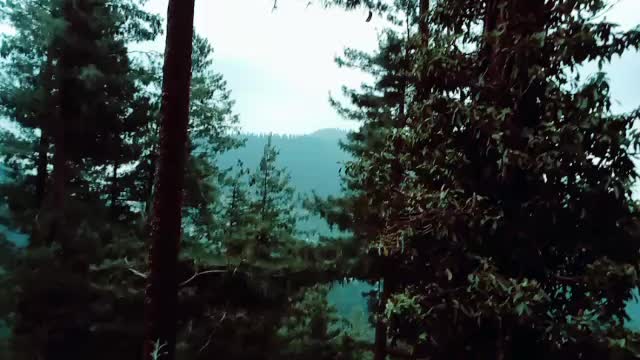 Birds chirping North