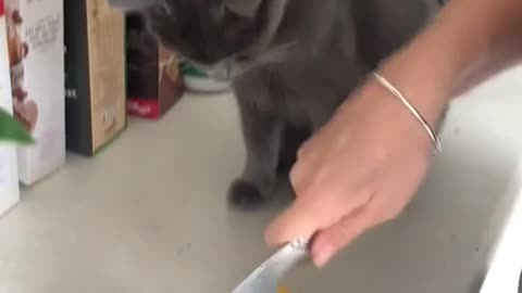 Cat vs onion