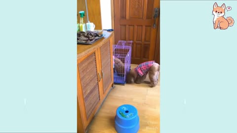 A Motherly Dog Ingeniously Reaches For A Hot dog To Feed Its Starving Little One