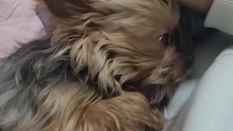 The puppy asks his owner to keep touching