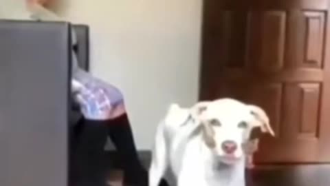 dog barks softly if it won't wake grandma