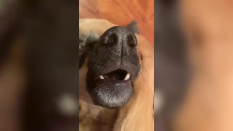 LAUGHING DRAMATIC PETS THAT WILL MAKE YOU